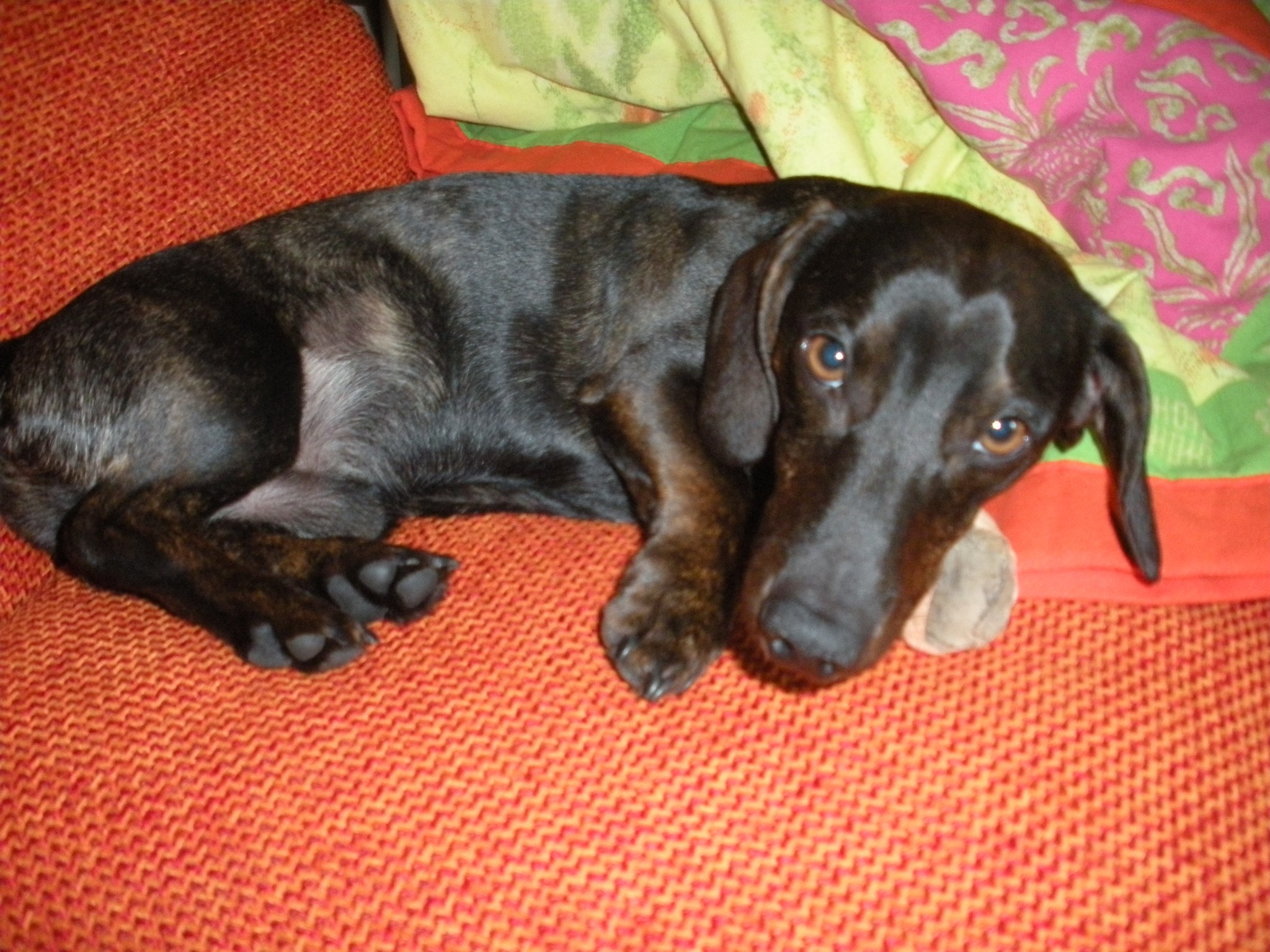 Oskar mit Verband Ausflug FDP 03.09.2011 004