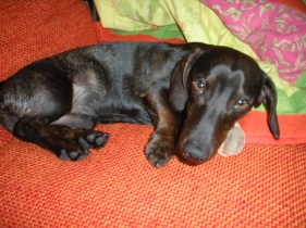 Oskar mit Verband Ausflug FDP 03.09.2011 004